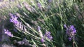 Close up on lavender flowers Royalty Free Stock Photo