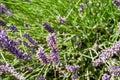 Lavender Farm, Mount Hood, Oregon Royalty Free Stock Photo