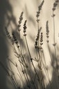 Close Up of Lavender Flowers Royalty Free Stock Photo