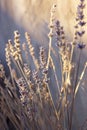 Close Up of Lavender Flowers Royalty Free Stock Photo