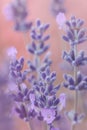 Close-up lavender flowers on soft background