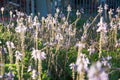 Close up of lavender flowers swaying in the breeze