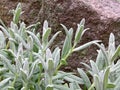 Close up of lavender green stems and leaves Royalty Free Stock Photo
