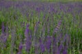 A field of lavender growing in England