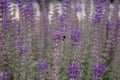 Close-up lavender humblebee Royalty Free Stock Photo