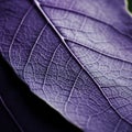 Close Up Lavender Leaf: Organic Contours And Eco-friendly Craftsmanship