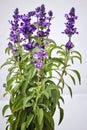 A lavender plant in full bloom Royalty Free Stock Photo