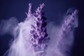 Close up lavender with scent perfume smoke , Generative Ai Royalty Free Stock Photo