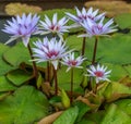 Close-up of Lavender and White Water Lilies Royalty Free Stock Photo