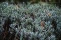 Close up on lavendula anfustifolia Royalty Free Stock Photo