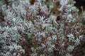 Close up on lavendula anfustifolia, top view Royalty Free Stock Photo