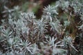 Close up on lavendula anfustifolia, top view Royalty Free Stock Photo