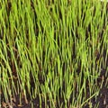 Close-up of a lawn just grown