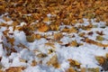Close up of a layer of snow with green grass poking through it and yellow, brown and orange Maple leaves on top in autumn