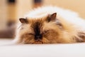 Close up of laying on the floor long haired blue eyed seal point himalayan cat Royalty Free Stock Photo