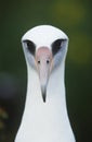 Close-up of Laysan Albatross (Phoebastria immutabilis) front view Royalty Free Stock Photo