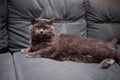 Lazy grey beauty british shorthair cat on cozy sofa.
