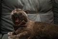 Lazy grey beauty british shorthair cat on cozy sofa.