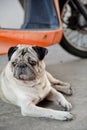 Close up lazy pug dog, boring, sadness, unhappy, miss, looking, motercycle Royalty Free Stock Photo