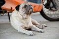 Close up lazy pug dog, boring, sadness, unhappy, miss, looking, motercycle Royalty Free Stock Photo