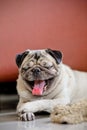 Close up lazy pug dog, boring, sadness, unhappy, miss, sleepy, yawn Royalty Free Stock Photo