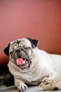Close up lazy pug dog, boring, sadness, unhappy, miss, yawn Royalty Free Stock Photo