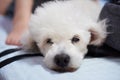 Close-up of lazy white poodle dog