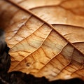 A close-up of a leaf