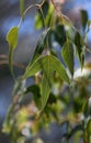 Close up of leaf of the Australian native Kurrajong Brachychiton populaneus subspecies trilobus, family Malvaceae