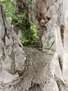 Close-up of leaf bases on the trunk of a palm tree Royalty Free Stock Photo