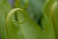 close-up leaf of  Bird's nest fern , beautiful green nature background Royalty Free Stock Photo