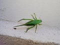 Close up leaf bug (Bicho-folha) or leaf bug (Phyllium Siccifolium). Royalty Free Stock Photo