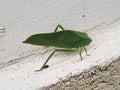 Close up leaf bug (Bicho-folha) or leaf bug (Phyllium Siccifolium). Royalty Free Stock Photo