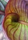Close up. Leaf of Canna lily unfurling. Royalty Free Stock Photo