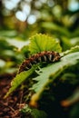 A close up of a leaf with a cater on it. Generative AI image.