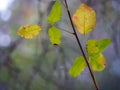 Close up of leaf change color green yellow red Royalty Free Stock Photo