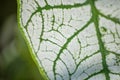 Close-up of leaf covered with white powder showing leaf`s nerves