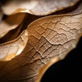 a close up of a leaf with cracks on it