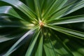 close-up of a leaf of the Cyperus alternifolius plant in the garden Royalty Free Stock Photo