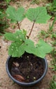 Close up of a leaf damaged by insects on a red Okra plant planted in a black pot Royalty Free Stock Photo