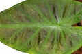 Close up of leaf damaged by spider mite pests on a `Colocasia` houseplant