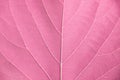 Close up leaf detail pink tone filter style