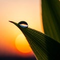 Sunrise or sunset backdrop. The leaf shows detailed vein patterns Royalty Free Stock Photo