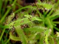 close up of the leaf of a Drosera Capensis, a sundew carnivorous plant with trapped small flys called sciaridae Royalty Free Stock Photo