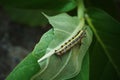 Close up of Leaf eating worm climb on green leave Royalty Free Stock Photo