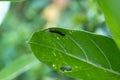 Close up of Leaf eating worm climb on green leave with space for putting the text Royalty Free Stock Photo