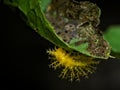 Close-up Of A Leaf Eating Yellow Spikey Ladybird Larva Royalty Free Stock Photo