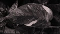 Close up leaf of epipremnum pinnatum variegated