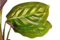 Close up of leaf of exotic `Calathea Flamestar` house plant with beautiful striped pattern on white background