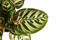 Close up of leaf of exotic tropical `Calathea Makoyana` Prayer Plant with beautiful pattern on white background Royalty Free Stock Photo